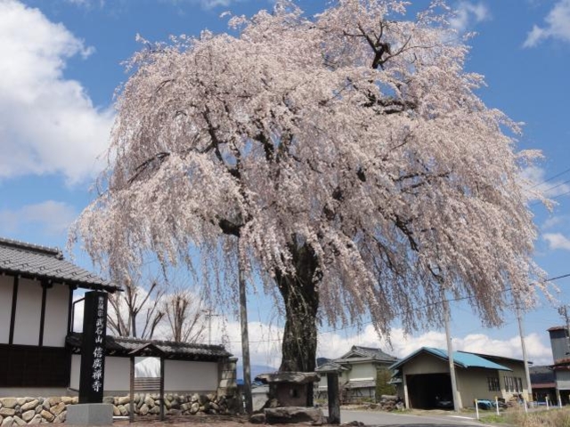 信廣寺のしだれ桜の写真1