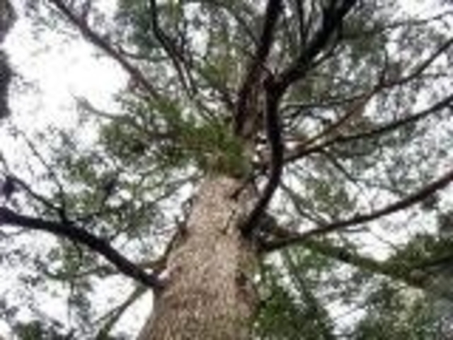 豊岡神明社の写真1