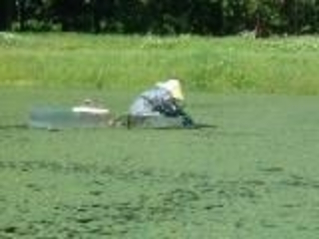 じゅんさい摘み採り体験の写真1