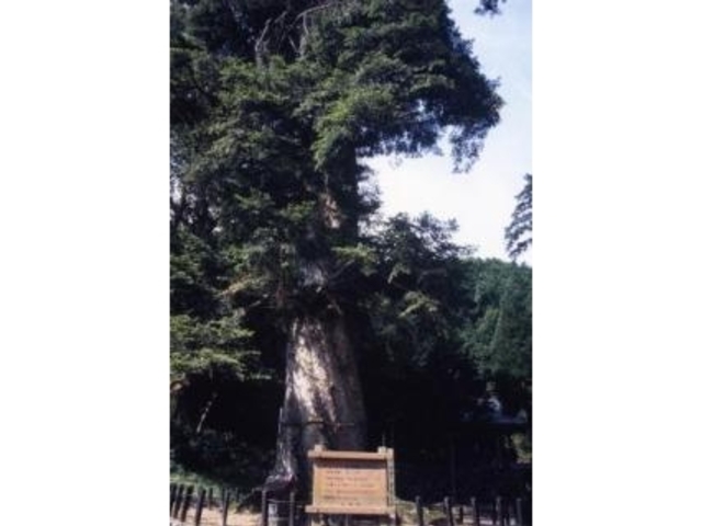 追手神社のモミの写真1