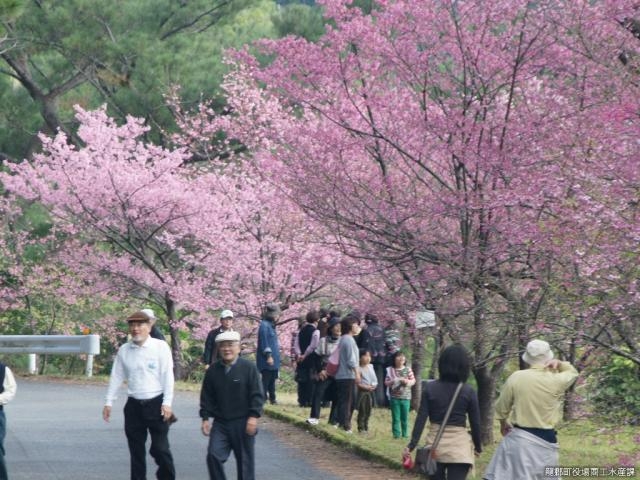 ヒカンザクラの写真1