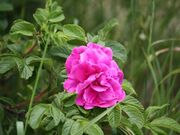 興部町のハマナスの写真1