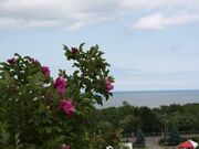 興部町のハマナスの写真2