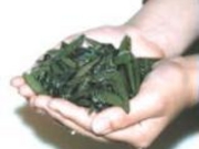 じゅんさい摘み採り体験の写真2