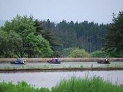 じゅんさい摘み採り体験の写真3