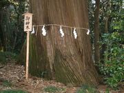 賀茂神社の大杉の写真2