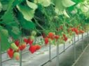 マルカ農園の写真1