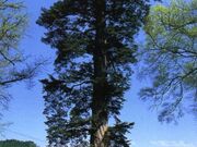追手神社のモミの写真2
