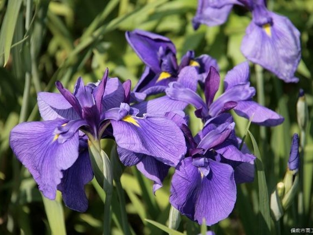 北尾花菖蒲園の写真1