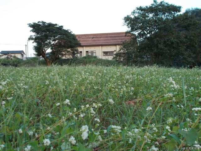そば塾の写真1