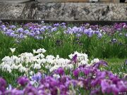 北尾花菖蒲園の写真2