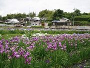 北尾花菖蒲園の写真3