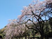 田ノ頭郷のしだれ桜の写真1