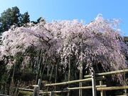 田ノ頭郷のしだれ桜の写真2