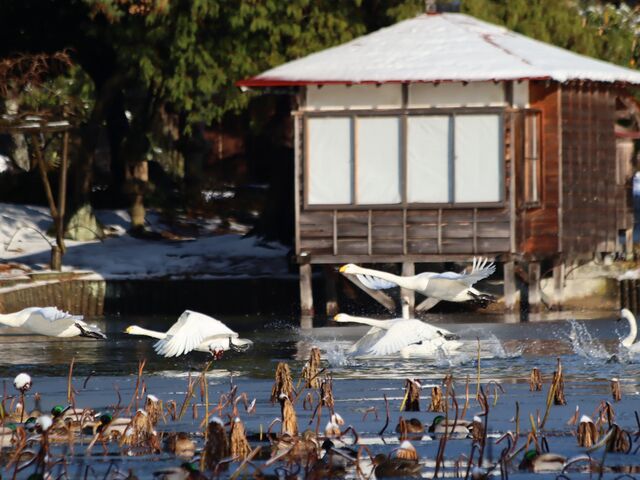 弁天潟風致公園の写真1