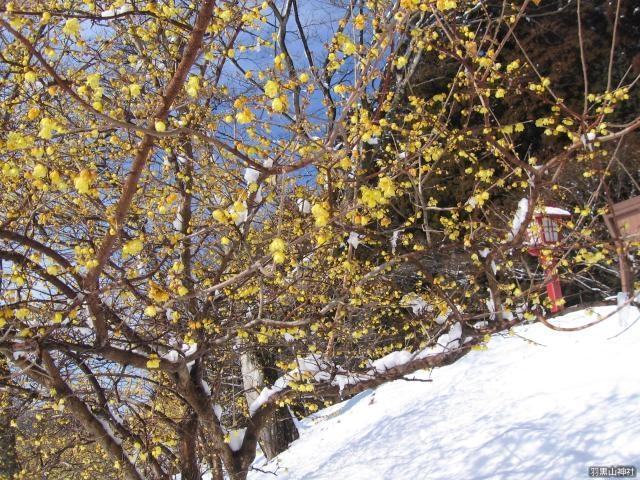 羽黒山神社のろう梅の写真1