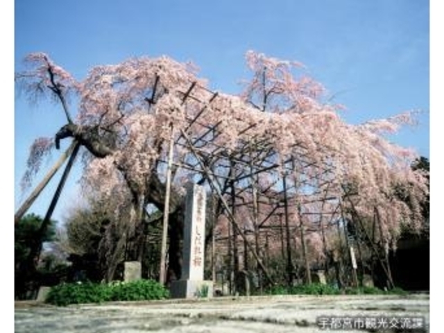 祥雲寺のしだれ桜の写真1