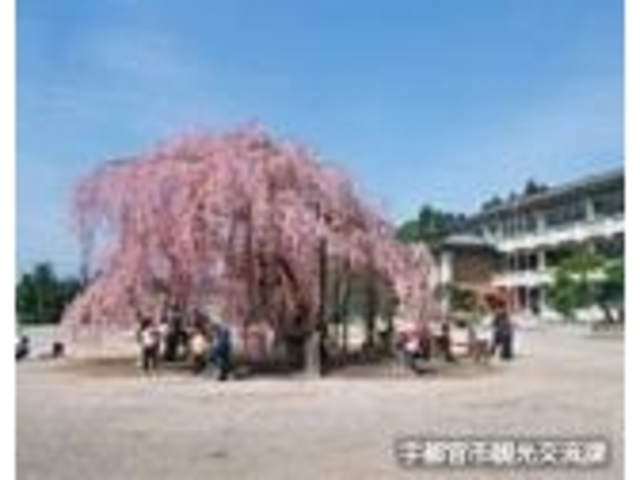 城山西小学校のしだれ桜の写真1
