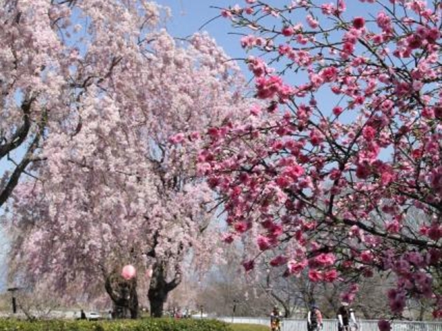 漆原しだれ桜並木の写真1