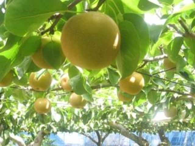 松戸市観光梨園組合連合会の写真1