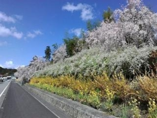 国道438号(鬼籠野)_神山さくら街道