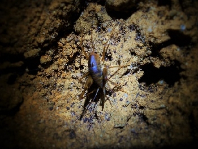 洞内には生物も・・
他に沖縄県指定天然記念物も・・来てからのお楽しみ♡写真はカマドーマ_松田地区体験交流センター