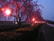 漆原しだれ桜並木の写真2