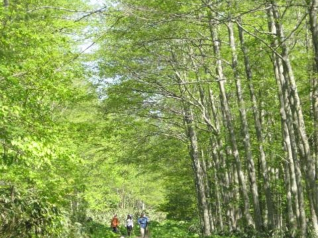フットパス チョポシナイコースの写真1