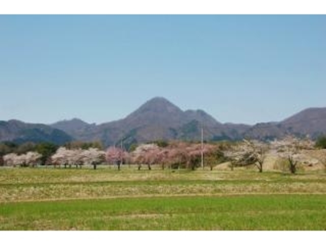 清水野桜並木の写真1