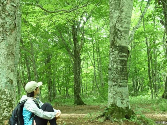 玉原高原の新緑の写真1