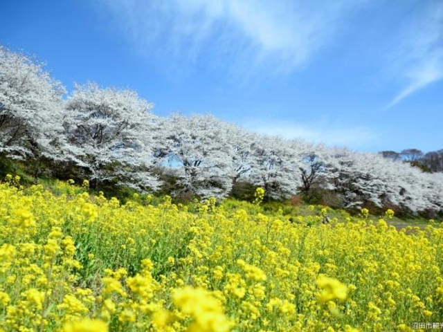 熊野神社の桜並木の写真1