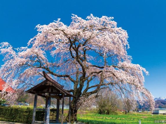 天照寺のシダレザクラの写真1