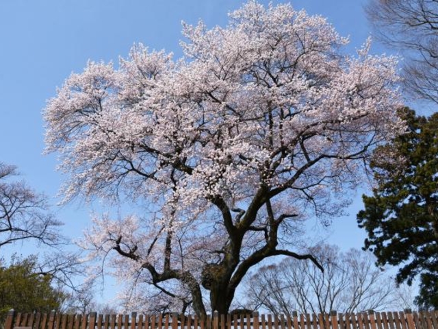 御殿桜の写真1