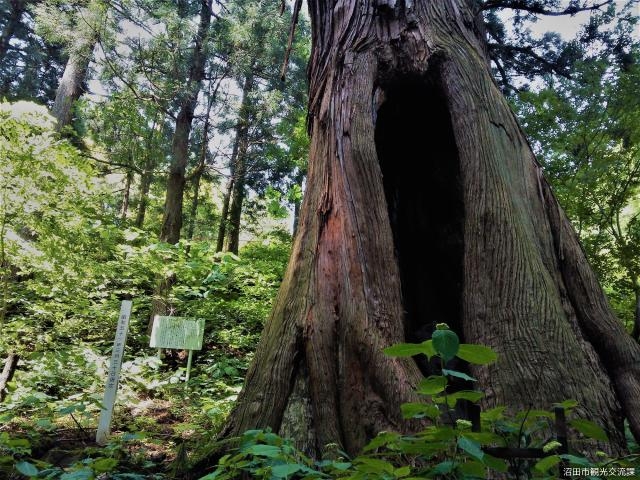 馬かくれスギの写真1