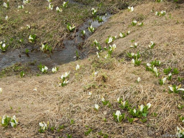 玉原高原のミズバショウの写真1