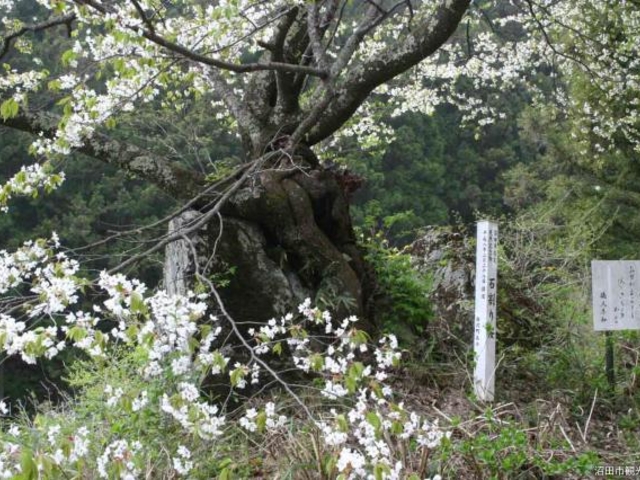 石割桜の写真1
