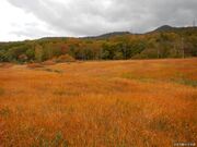 玉原高原の紅葉の写真2