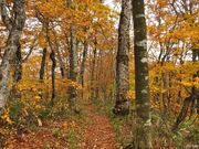 玉原高原の紅葉の写真4