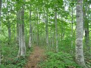 玉原高原の新緑の写真2