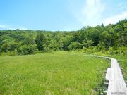 玉原高原の新緑の写真3