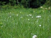 玉原高原の新緑の写真4