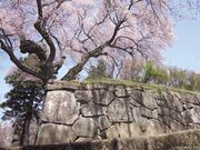 御殿桜の写真2