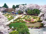 沼田公園の桜の写真1