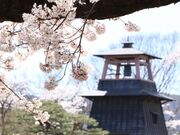 沼田公園の桜の写真2