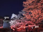 沼田公園の桜の写真3