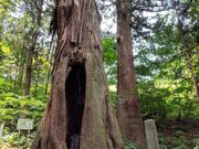 馬かくれスギの写真2