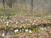 玉原高原のミズバショウの写真2