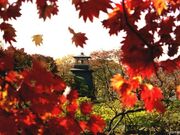 沼田公園の紅葉の写真2