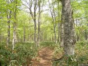 玉原高原のブナ平の写真2