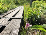 山室湿原の写真2